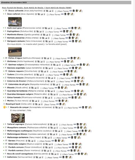 Un carricero común en noviembre Un carricero común en noviembre