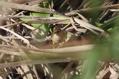Un carricero común en noviembre Un carricero común en noviembre