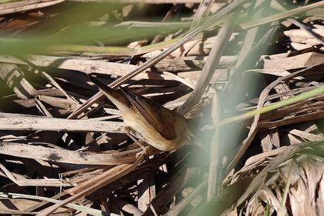 Un carricero común en noviembre Un carricero común en noviembre