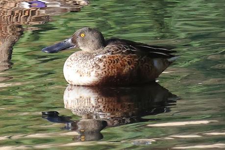Cuchara en Sant Adrià de Besòs