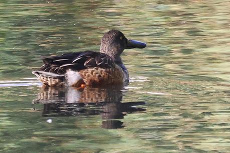 Cuchara en Sant Adrià de Besòs