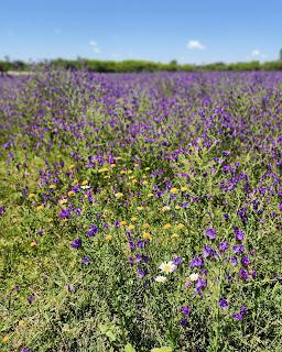 Un día en Capilla del Señor Un día en Capilla del Señor