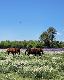 Un día en Capilla del Señor Un día en Capilla del Señor