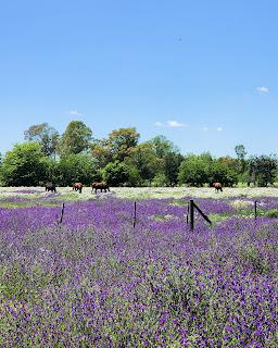 Un día en Capilla del Señor Un día en Capilla del Señor