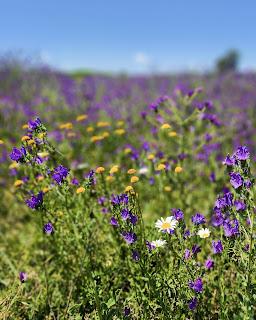 Un día en Capilla del Señor Un día en Capilla del Señor