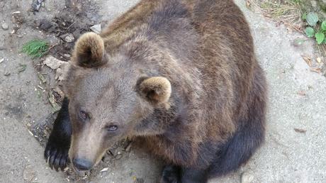 Parque de fauna Aran Park