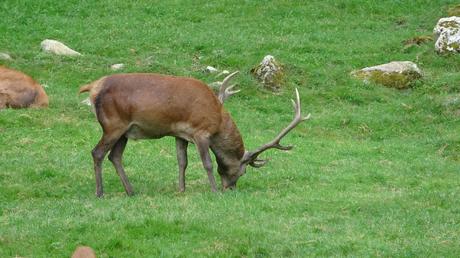 Parque de fauna Aran Park