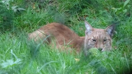 Parque de fauna Aran Park