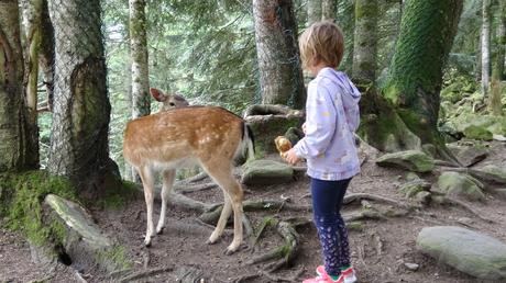 Parque de fauna Aran Park
