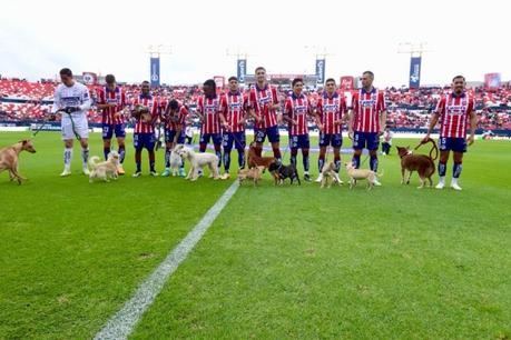 Atlético de San Luis y Alcaldía promueve la adopción de canes en partido contra Santos Laguna