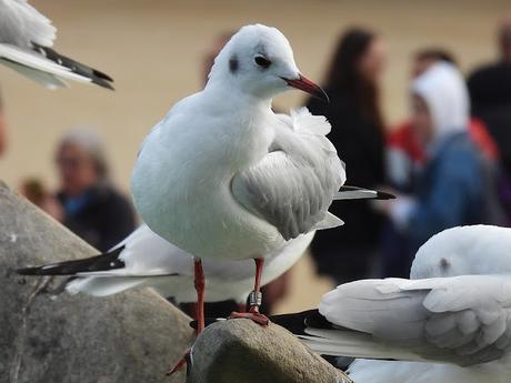 4 gaviotas con anilla