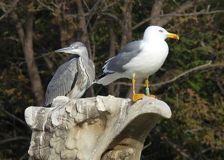 4 gaviotas con anilla