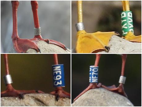 4 gaviotas con anilla