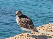 Aves ciudad