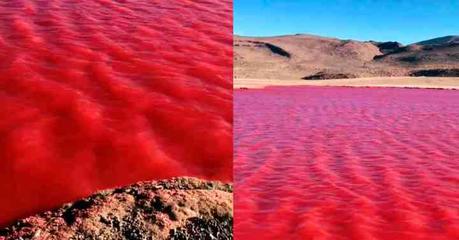 (video) El Río Nilo amanece teñido de Rojo: imágenes sorprendentes reviven relato bíblico