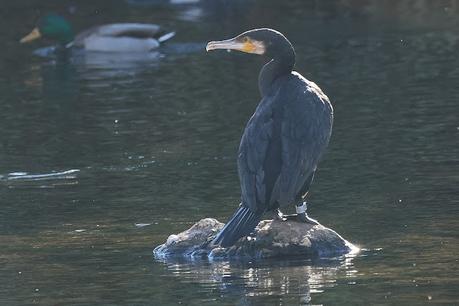 Cormorán con anilla metálica