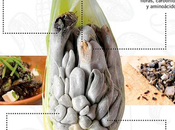 Producen huitlacoche biotecnología puma