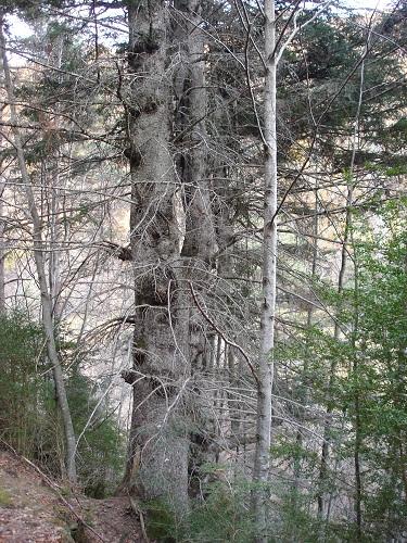 Árboles singulares de Huesca - Abetos de Linás de Broto