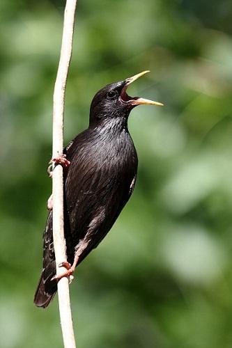 El Estornino negro (Sturnus unicolor) en Aragón -