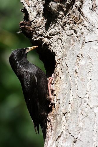 El Estornino negro (Sturnus unicolor) en Aragón -