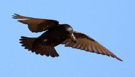 El Estornino negro (Sturnus unicolor) en Aragón -