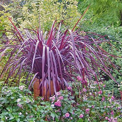 Cordyline
