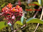 Feliz Navidad Próspero Nuevo para TODOS !!!!