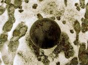 Bola nieve