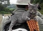 Viajar gato