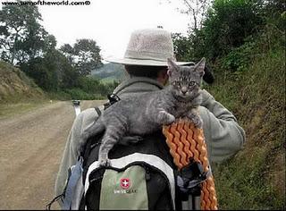 Viajar con un gato