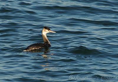 Somormujo lavanco...