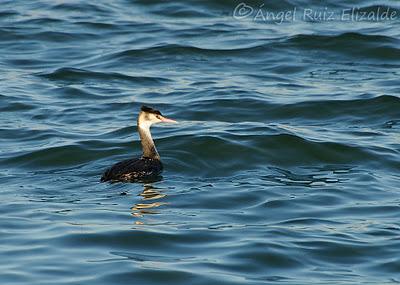 Somormujo lavanco...