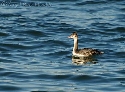 Somormujo lavanco...