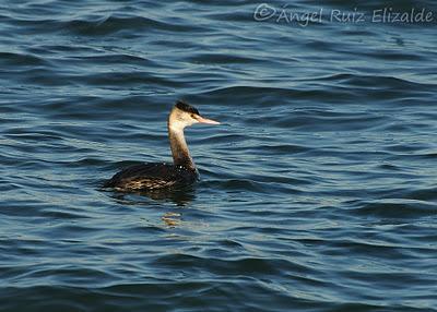 Somormujo lavanco...