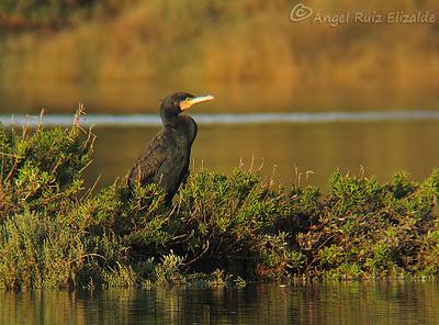 Observaciones navideñas...
