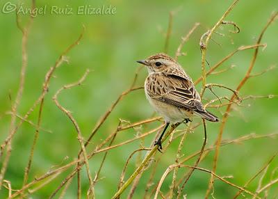 Observaciones navideñas...