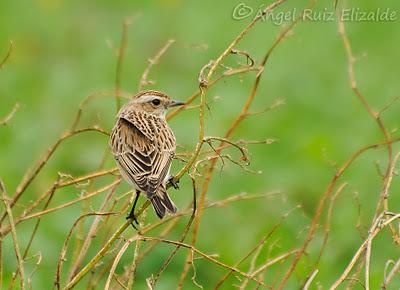 Observaciones navideñas...