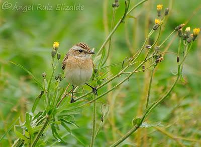 Observaciones navideñas...