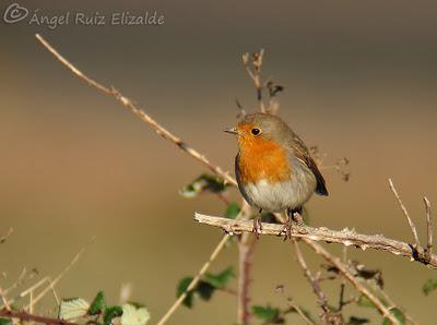 Observaciones navideñas...