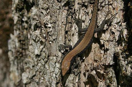 La lagartija de Valverde (Algyroides marchi)