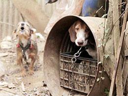 Perros rescatado en una situación dantesca .... una vez los cazadores