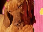 Eire, lista para convertirse compañera, (Murcia)