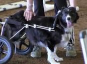 perro discapacitado compite concurso agilidad silla ruedas