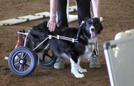 Un perro discapacitado compite en un concurso de agilidad con su silla de ruedas