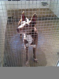 Ciega, ya no me sirve... a la perrera