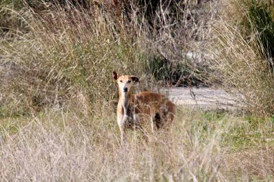 3 galgas en serio peligro, necesitan un milagro!.