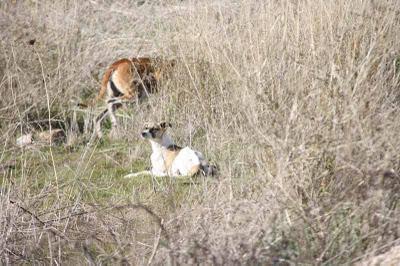 3 galgas en serio peligro, necesitan un milagro!.