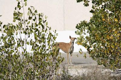 3 galgas en serio peligro, necesitan un milagro!.