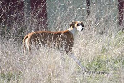 3 galgas en serio peligro, necesitan un milagro!.