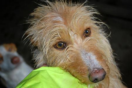 Nacha pierde parte de lo poco que tiene